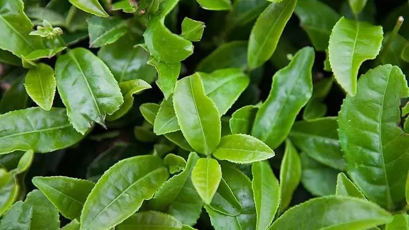 L-carnitina: para qué sirve, beneficios y cómo tomarla