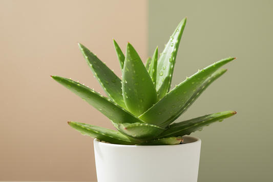 Aloe Glow de Farmasi: el elixir natural que equilibra, hidrata y revitaliza tu cuerpo